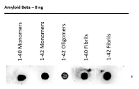 Abeta (1-11) | Amyloid-Beta peptide 1-11 (high affinity to monomerer, oligomerer och fibrils) in the group Antibodies Human Cell Biology / Neuroscience / Neurodegenerative diseases at Agrisera AB (Antibodies for research) (AS19 4309)